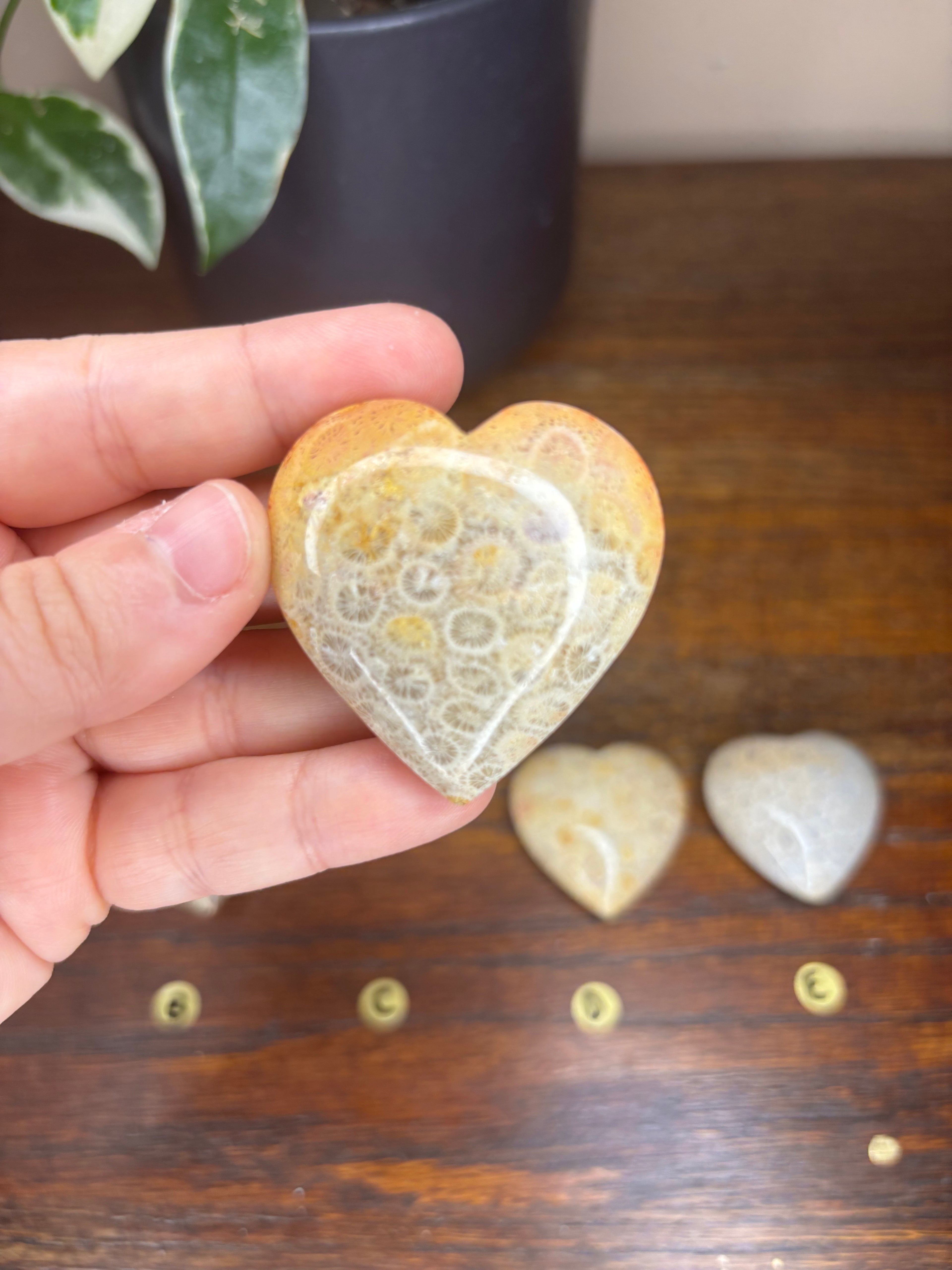 Fossilized Coral Hearts