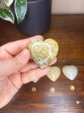 Fossilized Coral Hearts