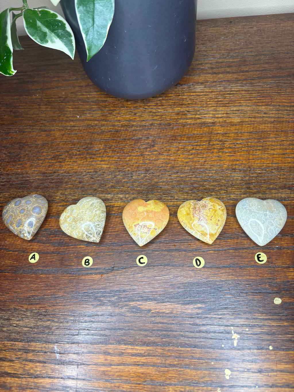 Fossilized Coral Hearts