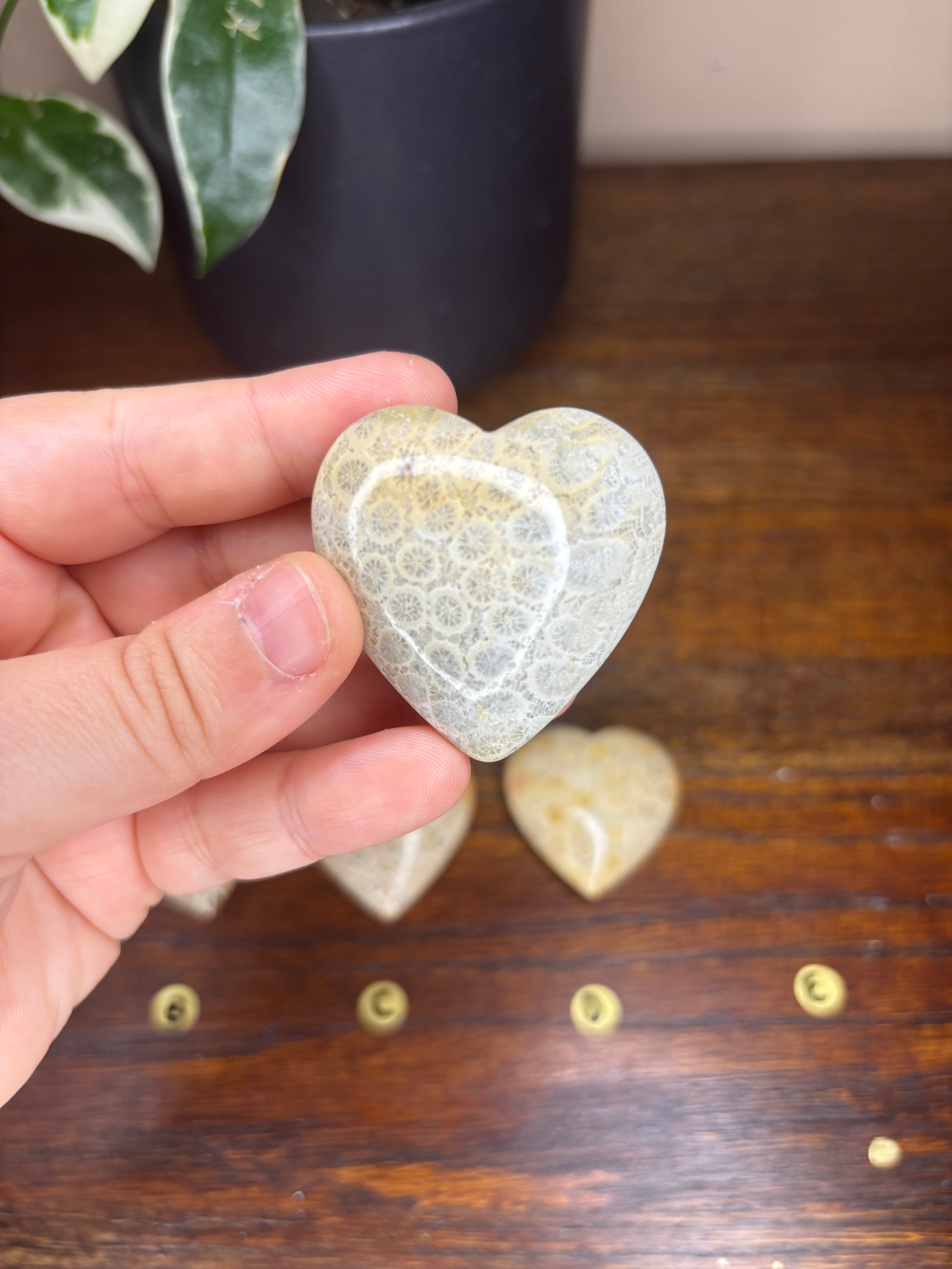 Fossilized Coral Hearts