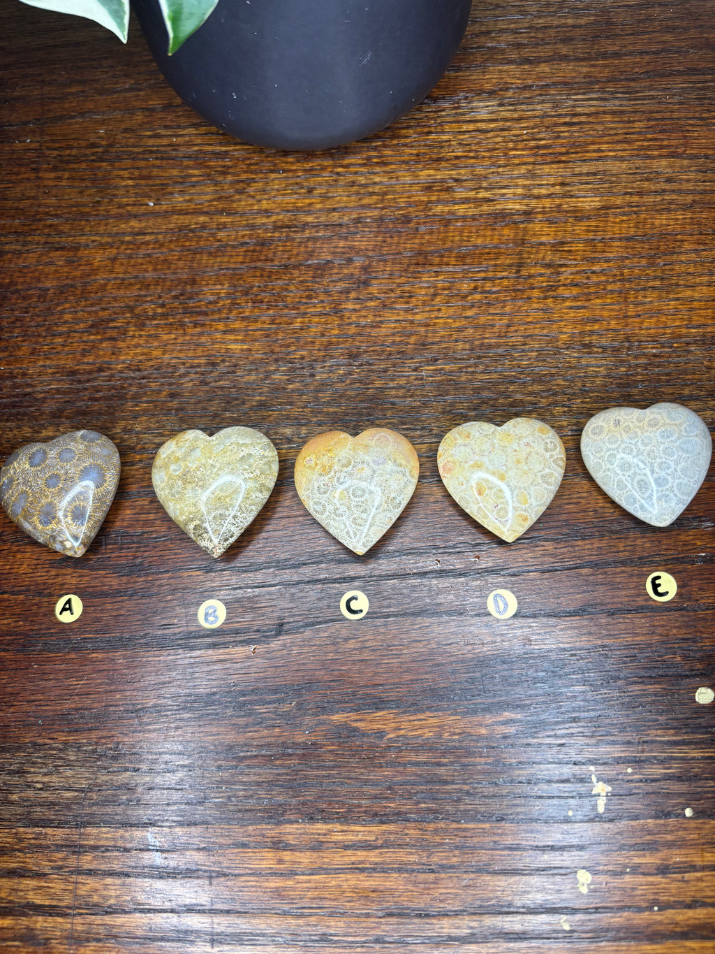 Fossilized Coral Hearts