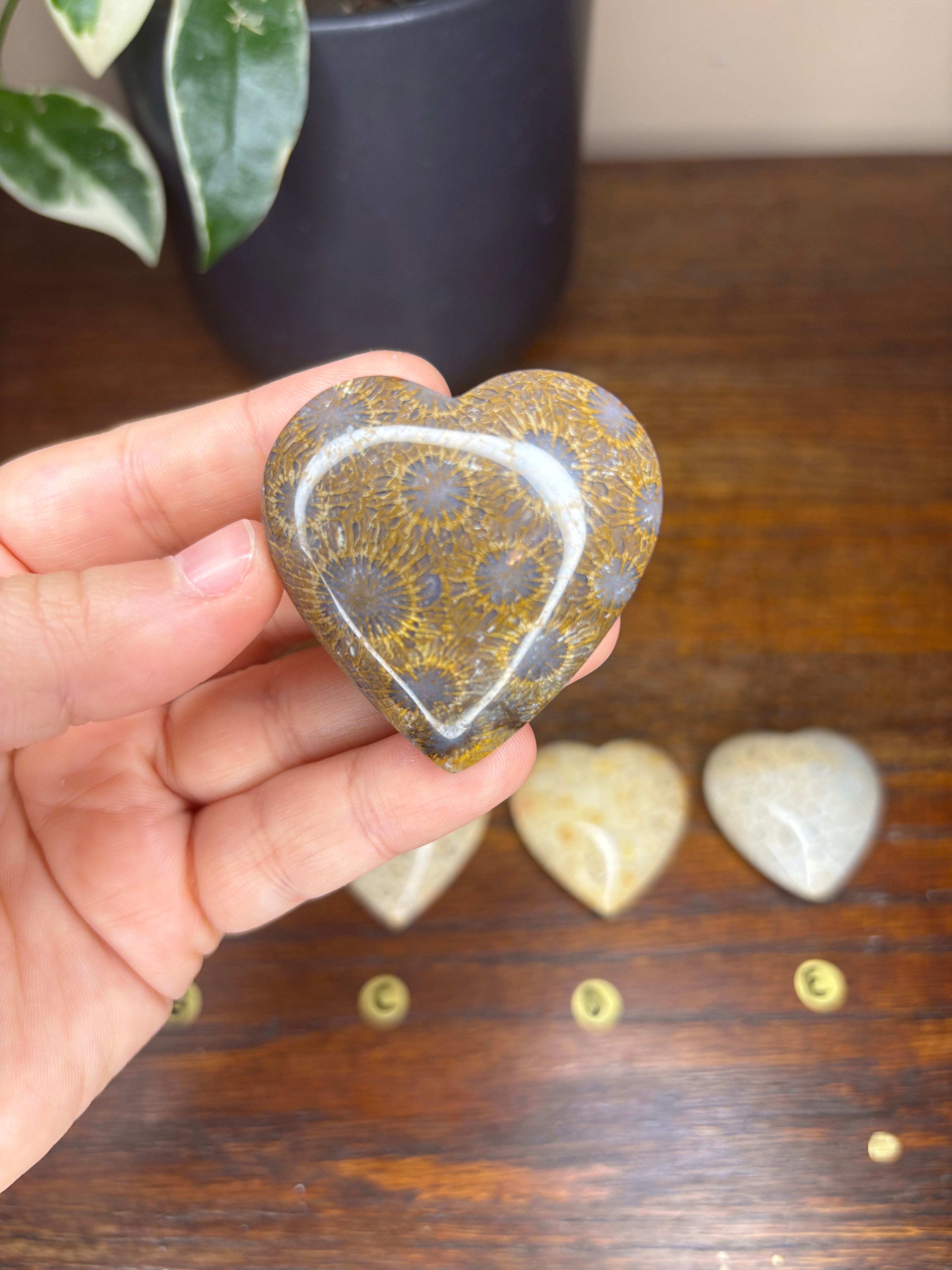 Fossilized Coral Hearts