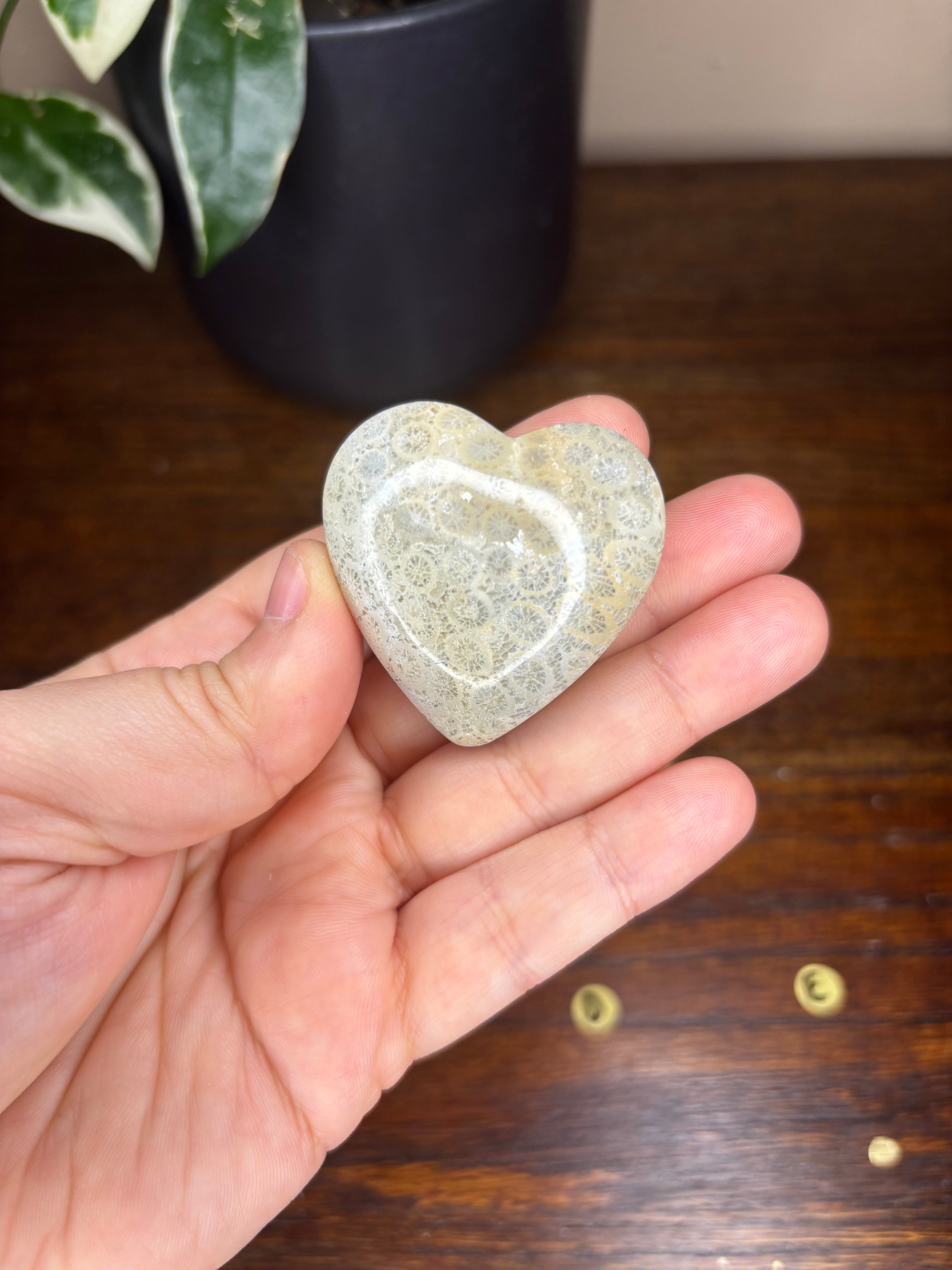 Fossilized Coral Hearts