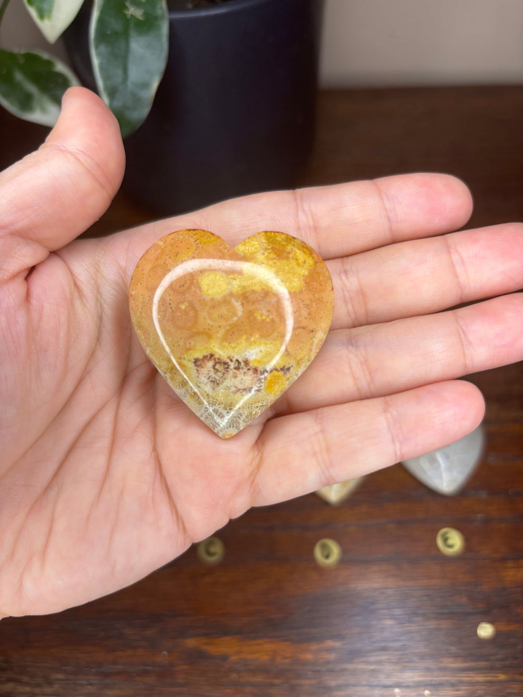 Fossilized Coral Hearts