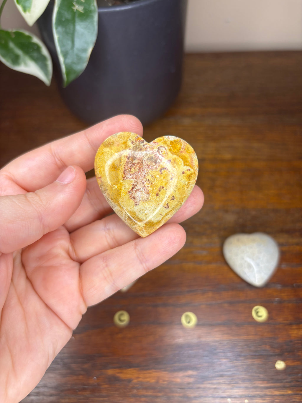 Fossilized Coral Hearts