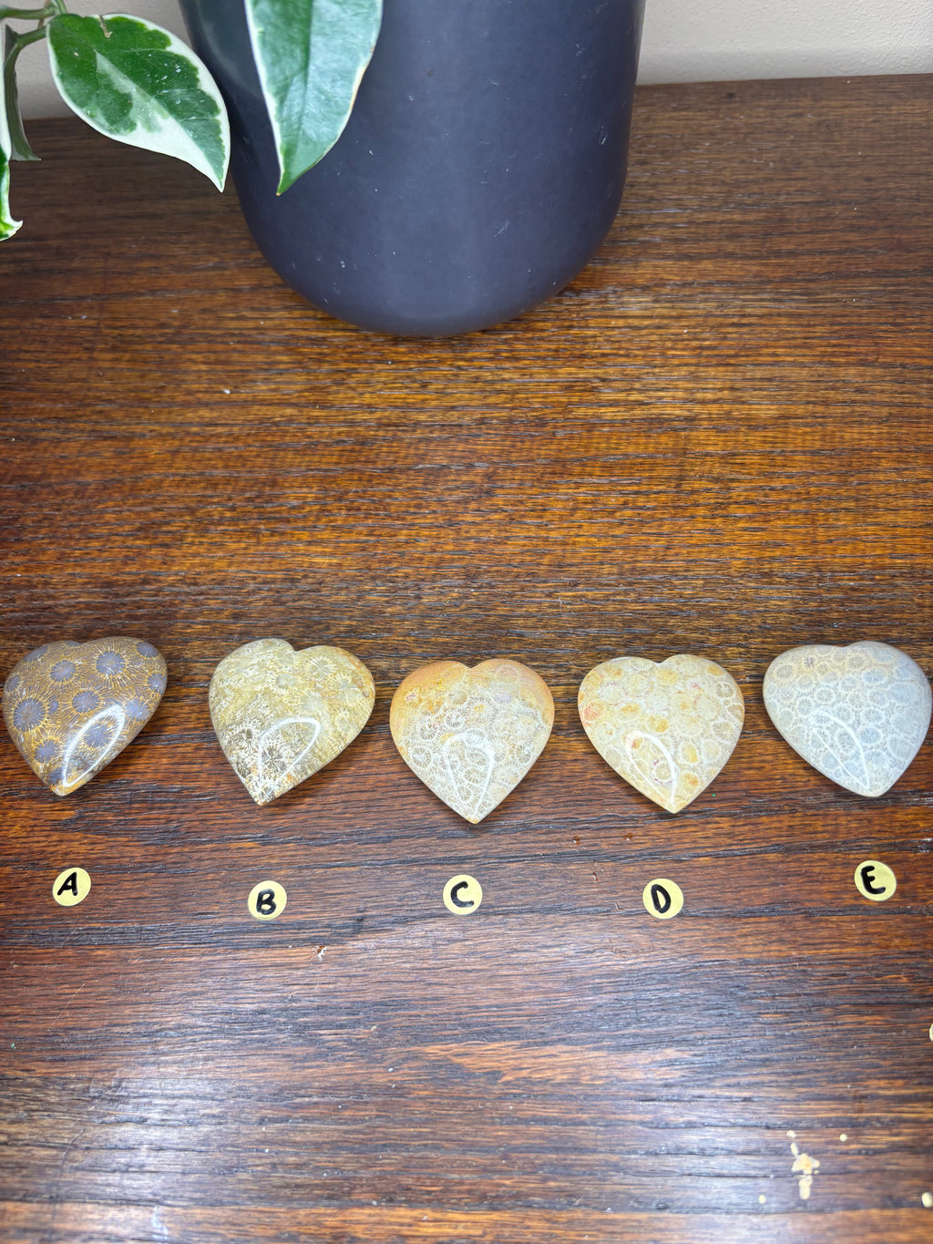 Fossilized Coral Hearts