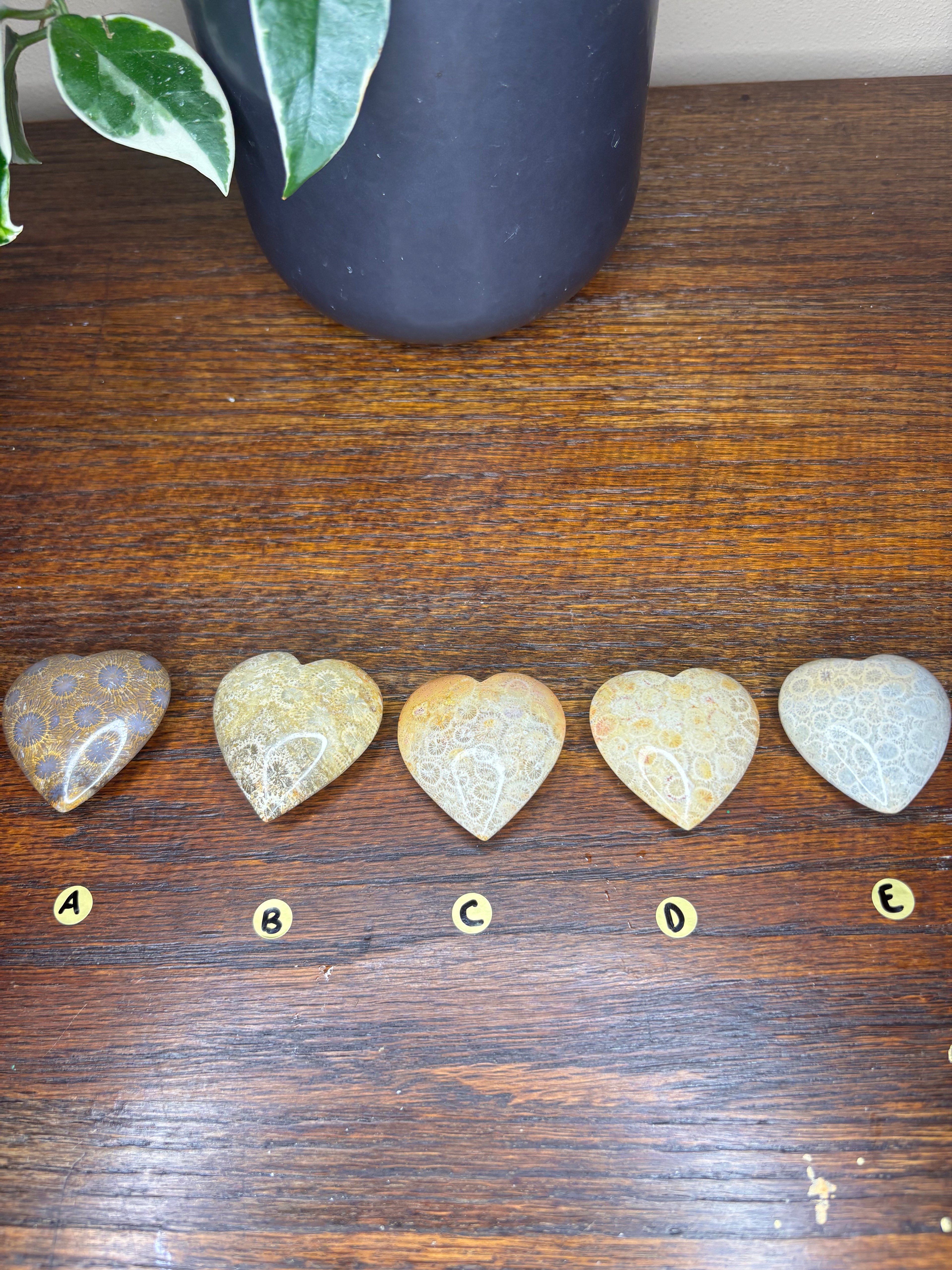 Fossilized Coral Hearts
