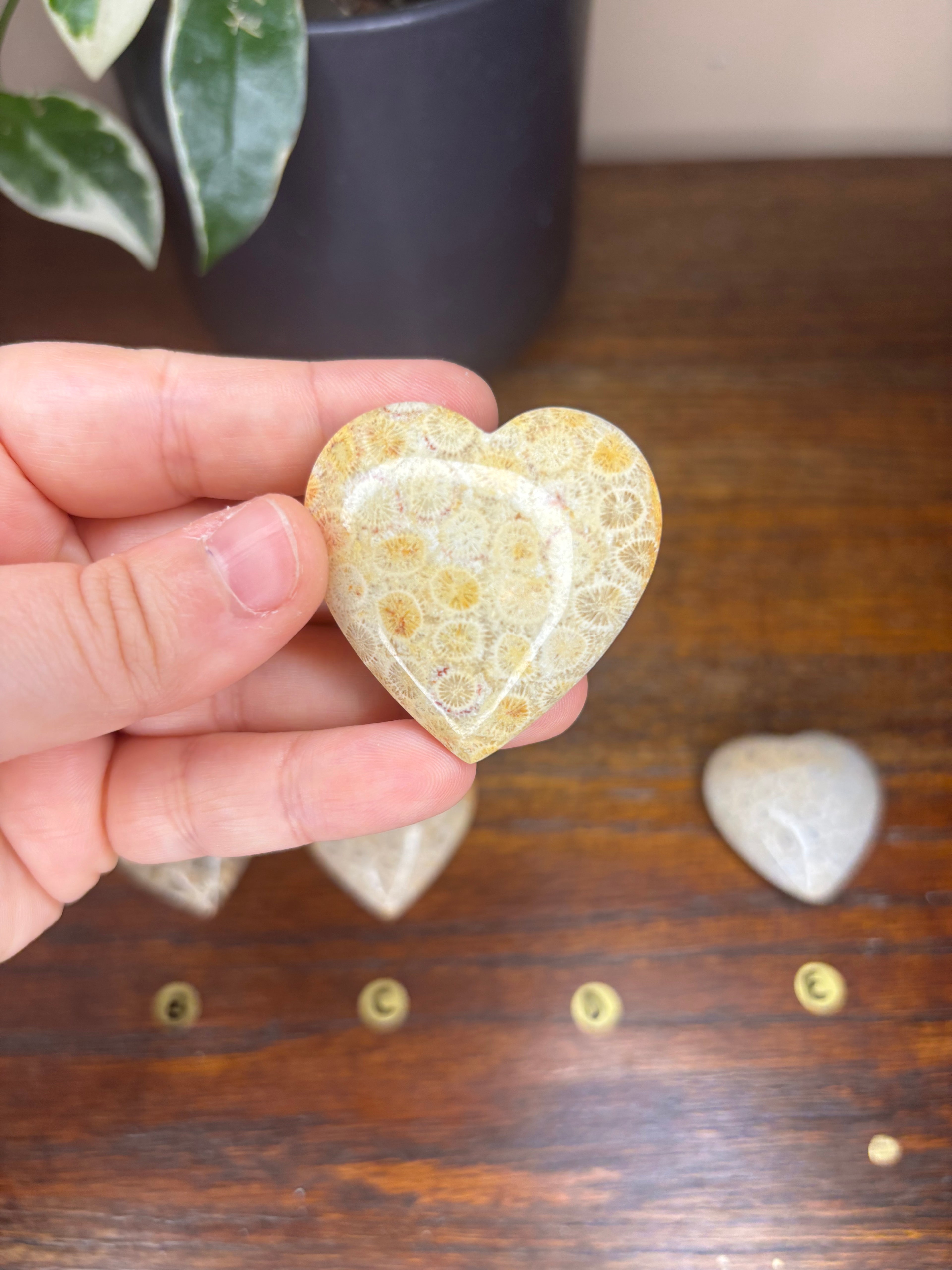 Fossilized Coral Hearts
