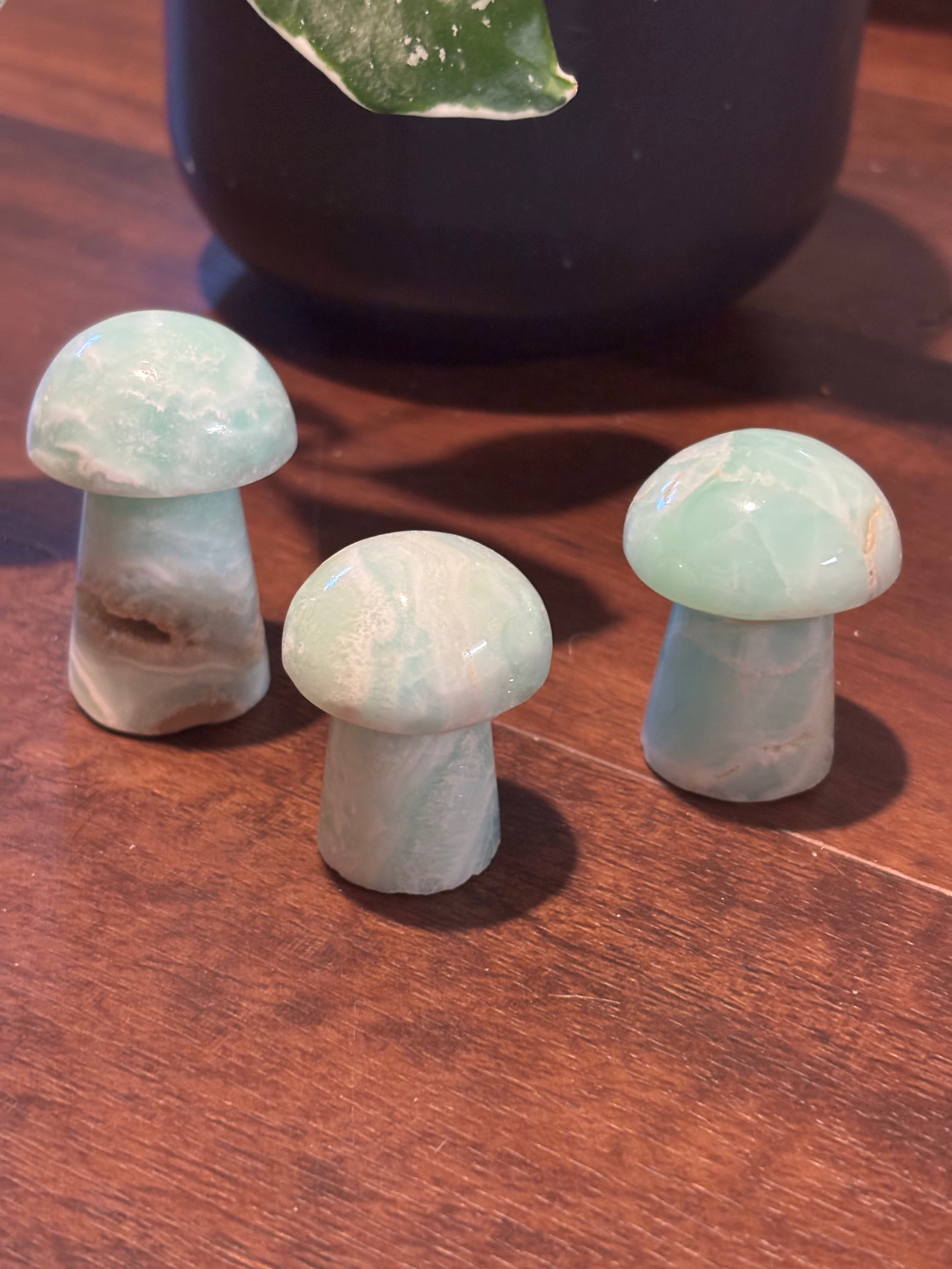 Caribbean calcite mushrooms